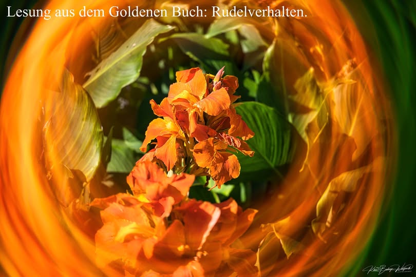Channeling: Rudelverhalten