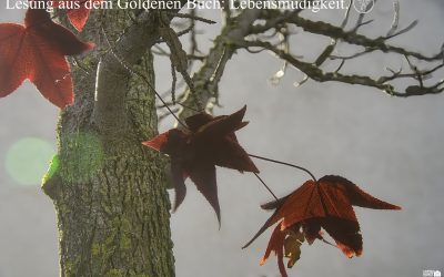 Lebensmüdigkeit und Resonanz